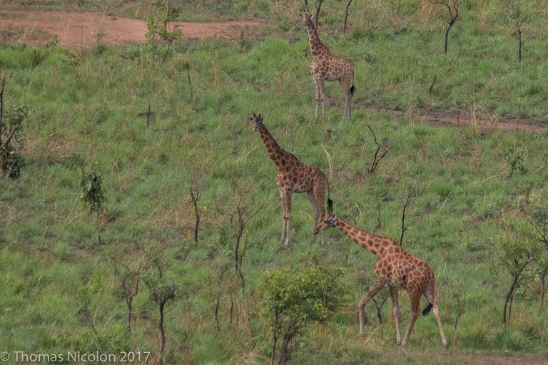 giraffe predators threats
