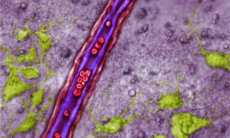 Endothelial cells lining the vessel are purple, red blood cells are red, and neurons are green. Astrocytes are not identified in this image, but would be amongst the greyed background cells. 