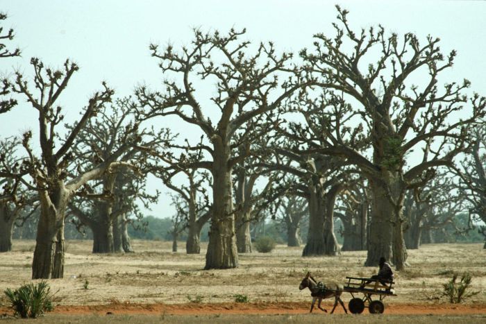 Photo: A Baobab forest in Senegal, a few kilometres from Dakar. (Supplied: FAO/Faidutti) 