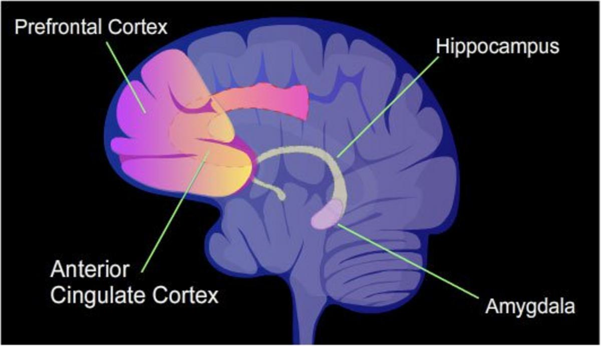 Theres Now More Evidence Linking Psychopathy To Disturbances In The 6544