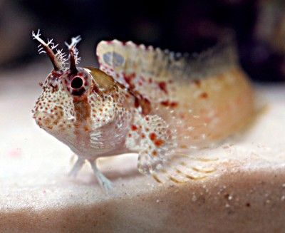 Wary blenny fish pokes its head out from a Caribbean reef - Nexus Newsfeed