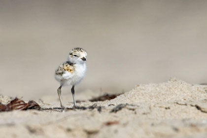 Rare western snowy plovers nesting in Los Angeles after 70-year absence ...