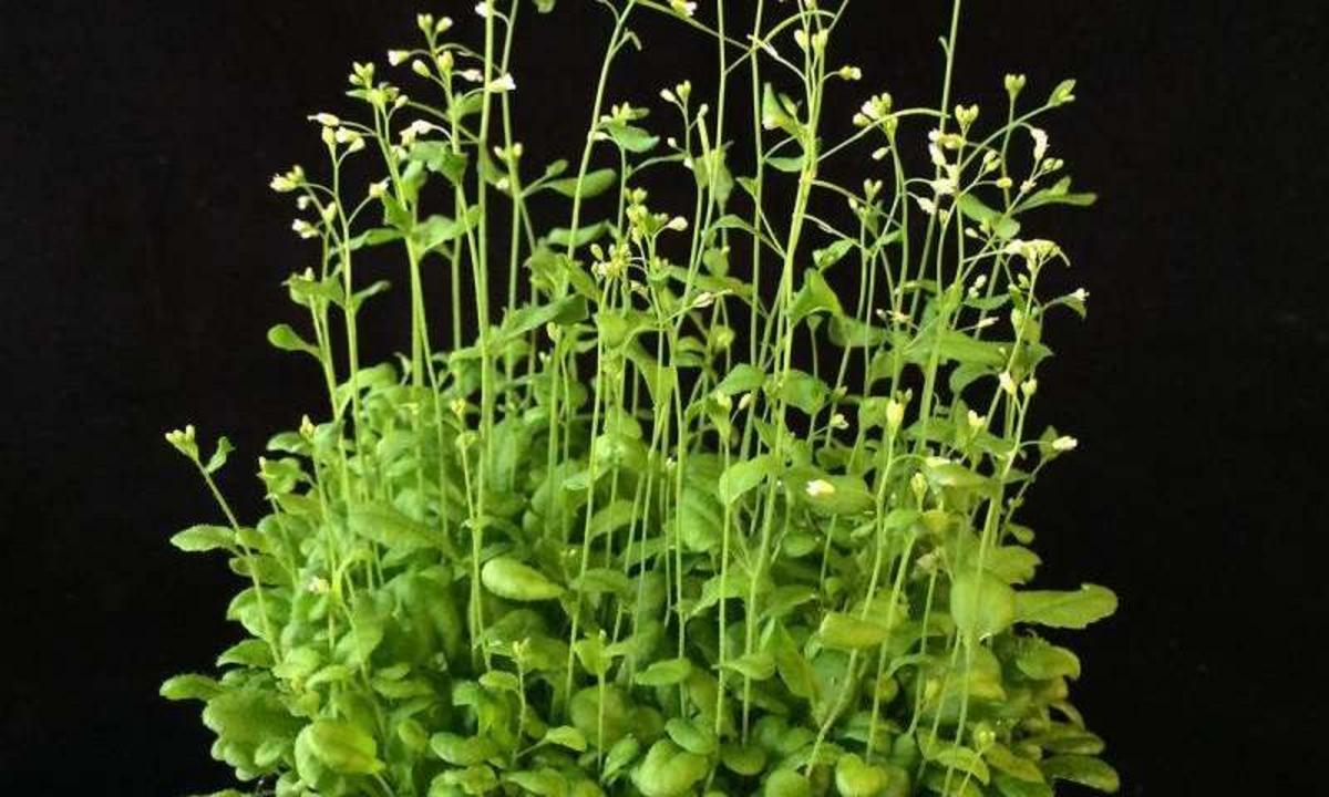 Plants control. Резушка Таля (Arabidopsis thaliana). Арабидопсис растение. Арабидопсис Талиана в пробирке. Резуховидка Таля.