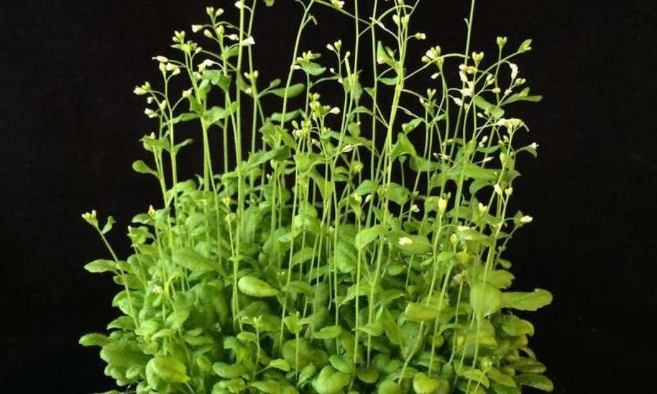 Studies using Arabidopsis thaliana seedlings allow new methods to control plant growth (size) and reproduction (flowering)