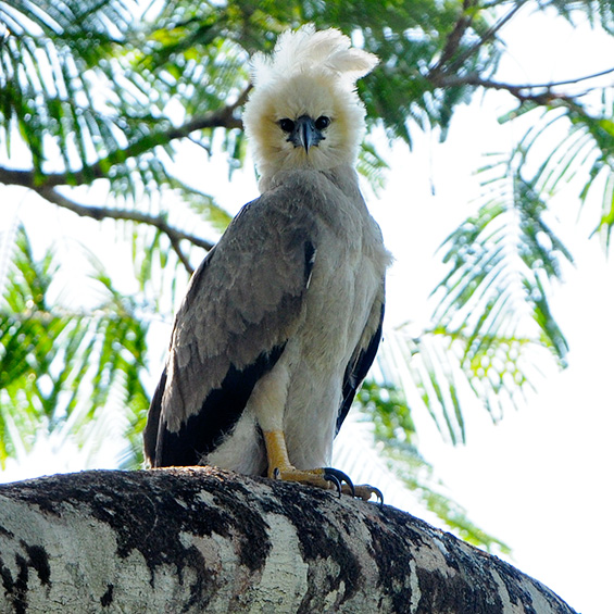 How researchers saved Venezuela’s harpy eagles - Nexus Newsfeed