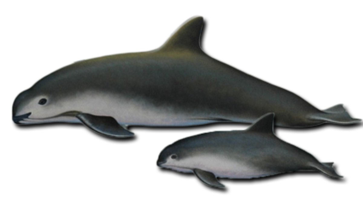 Калифорнийская морская свинья изображенная на фото Endangered vaquita marina porpoise could be extinct by 2018: WWF - Nexus Newsfee