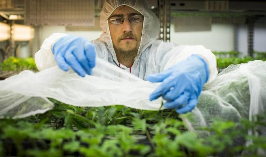 A medical cannabis grower