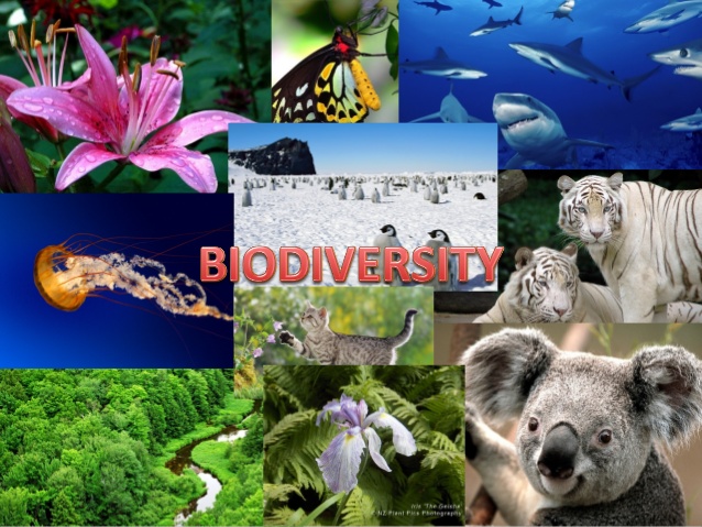 slight-bumps-in-protected-areas-could-be-a-boon-for-biodiversity