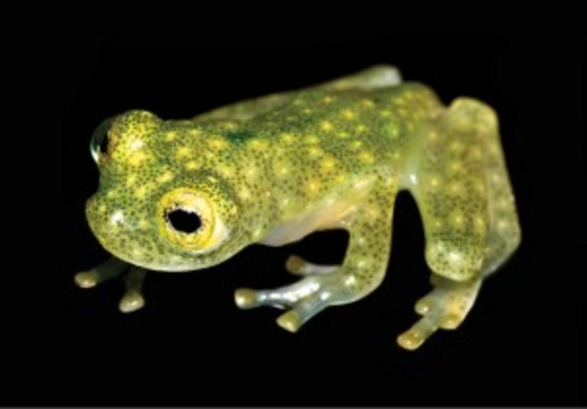 Seethrough frog has heart you can see beating through its chest