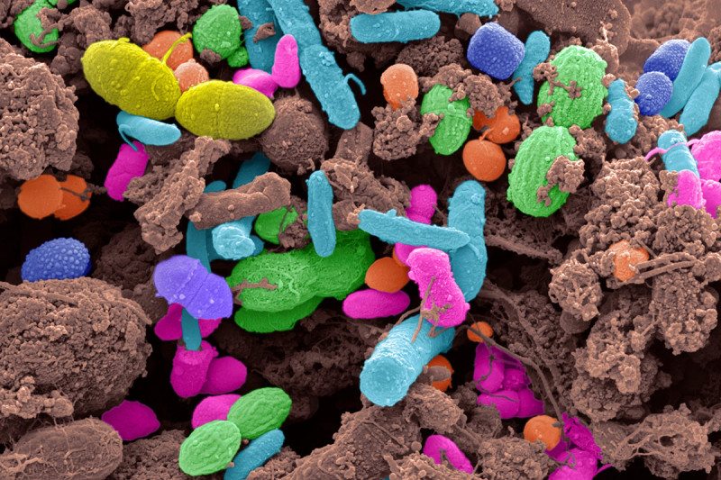 The right dyes and pigments can make bacteria change colour