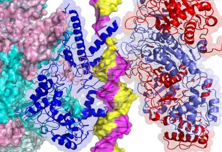 Proteins interacting with the DNA strand.