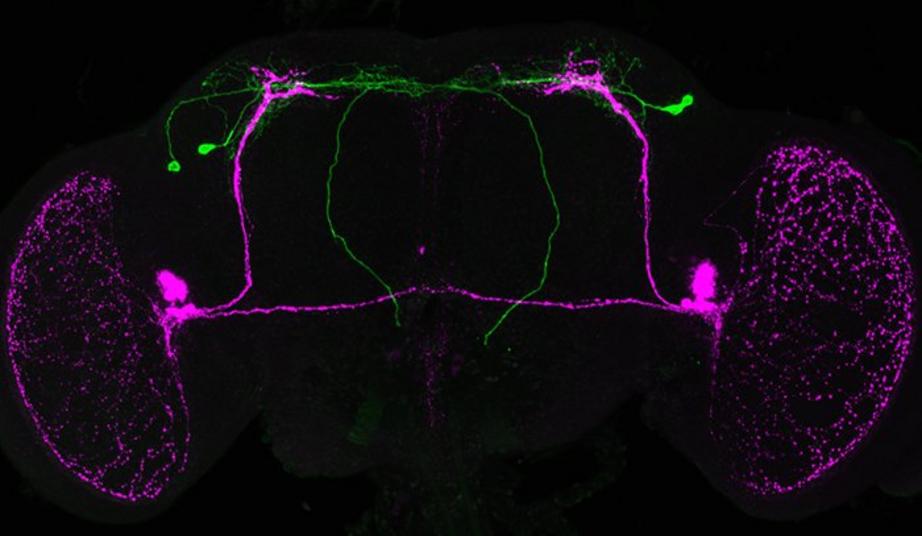 PTTH neurons (green) connected to the circadian clock (magenta) in a fruit fly.