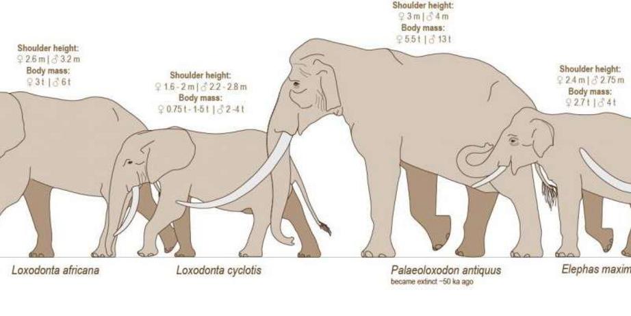 A new genetic analysis clarifies the evolutionary relationships between five elephant species. 