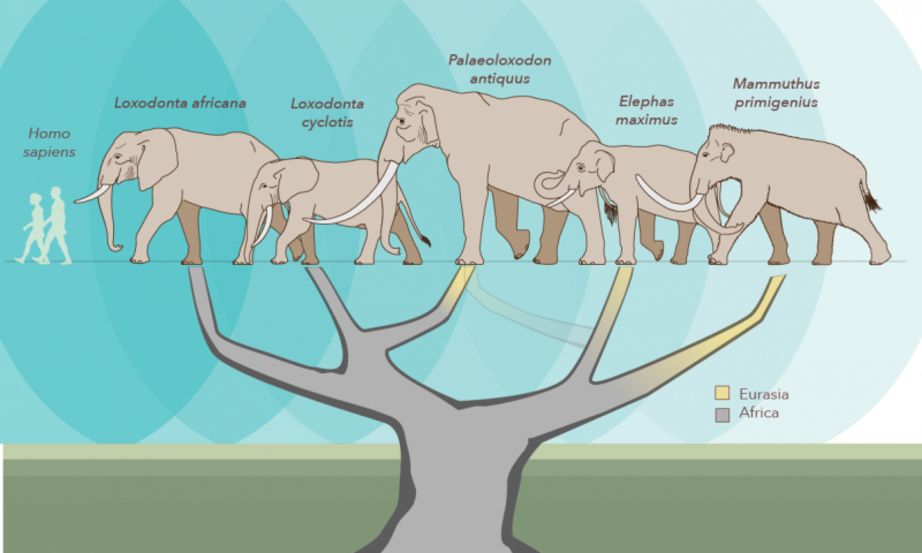 A new study reconfigures the elephant family tree, placing the giant extinct elephant Palaeoloxodon antiquus closer to the African forest elephant, Loxodonta cyclotis, than to the Asian elephant, Elephas maximus, which was once thought to be its closest l