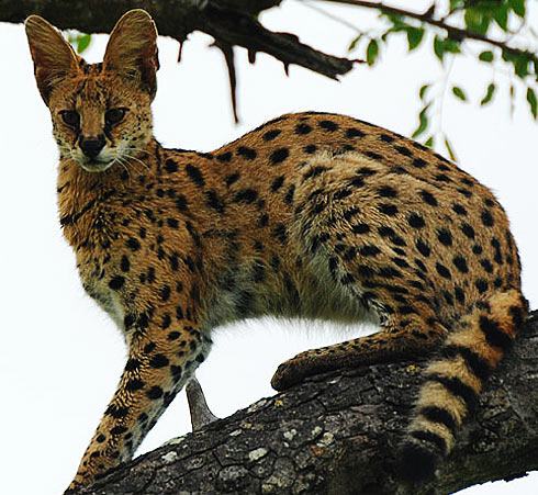 Serval