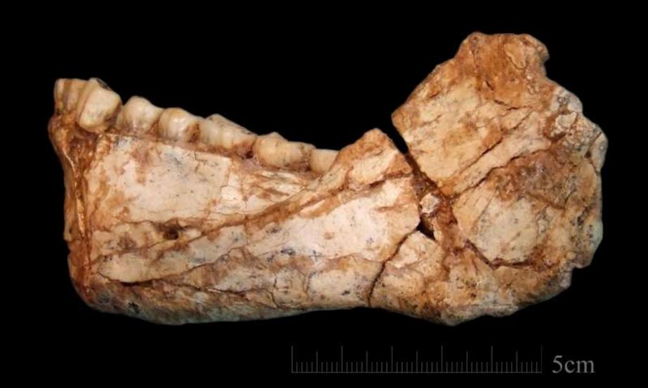  The mandible Irhoud 11 is the first, almost complete adult mandible discovered at the site of Jebel Irhoud. It is very robust and reminiscent of the smaller Tabun C2 mandible discovered in Israel in a much younger deposit. The bone morphology and the den