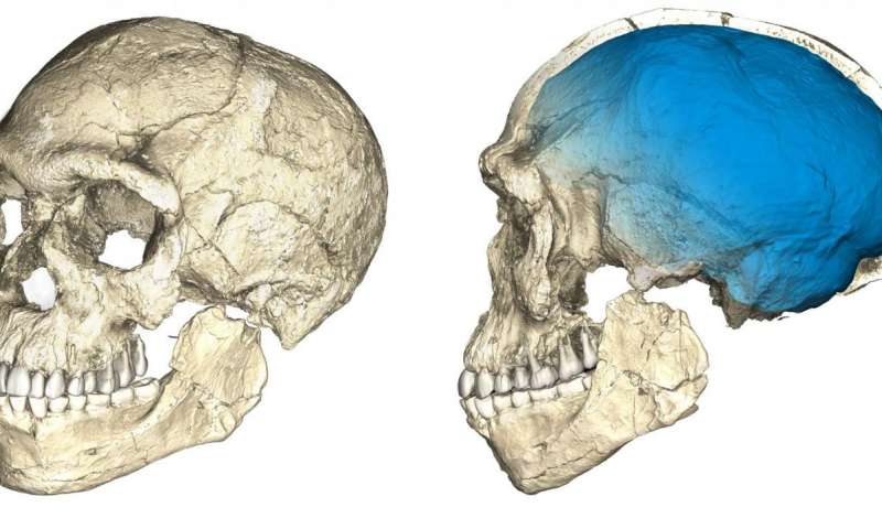 Two views of a composite reconstruction of the earliest known Homo sapiens fossils from Jebel Irhoud (Morocco) based on micro computed tomographic scans of multiple original fossils. Dated to 300 thousand years ago these early Homo sapiens already have a 