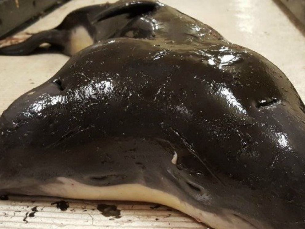 Fishermen caught a rare two-headed sea creature and now we'll never get ...