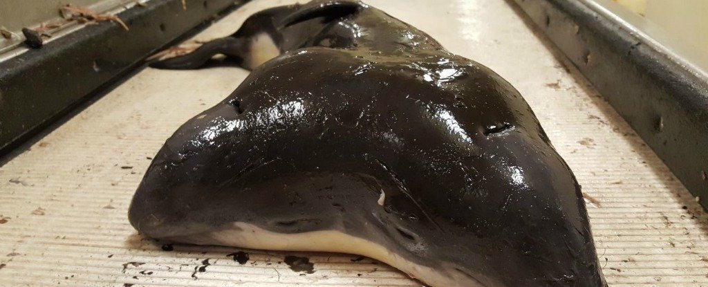 An ultrarare specimen of conjoined twin harbor porpoises, caught in the North Sea in May. 