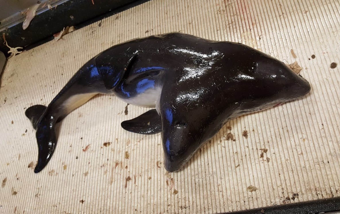 An ultrarare specimen of conjoined twin harbor porpoises. 