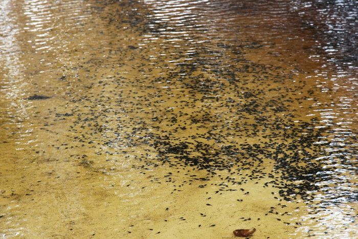 Toads breed twice a year, and one female can lay more than 30,000 eggs. 