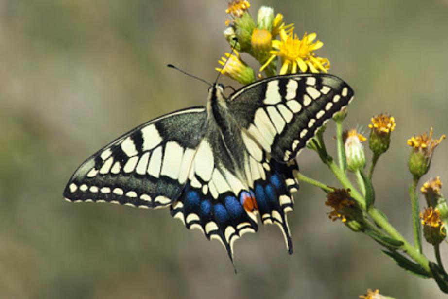 On the wings of National Pollinator Week, a new study by Emory biologist Berry Brosi gives insights into the dynamics of plant-pollinator interactions.