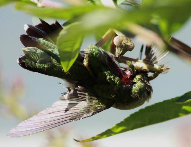 ruby throated hummingbird predators
