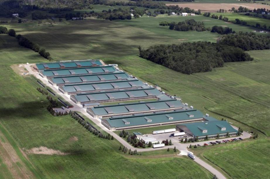 This massive Saranac, MI facility that produces organic eggs for Eggland’s Best. But are they really organic? 