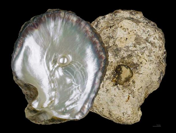 Example of a pearl oyster shell of the type that can be found in Fiji and Tahiti 