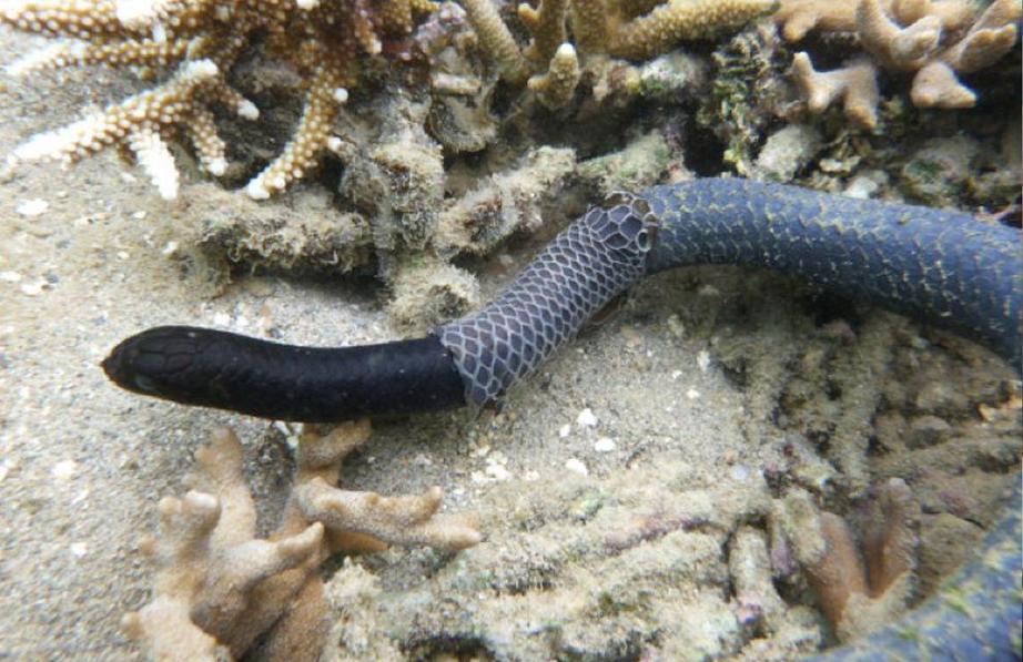 our waters are getting so polluted sea snakes are turning