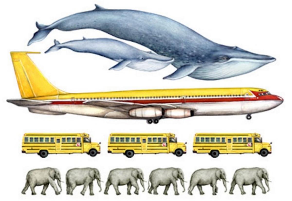 Сколько кит размер. Голубой кит Размеры. Синий кит Размеры в сравнении. Синий кит в сравнении с человеком. Голубой кит сравнение размеров.