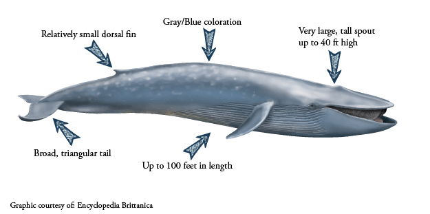 blue whale length