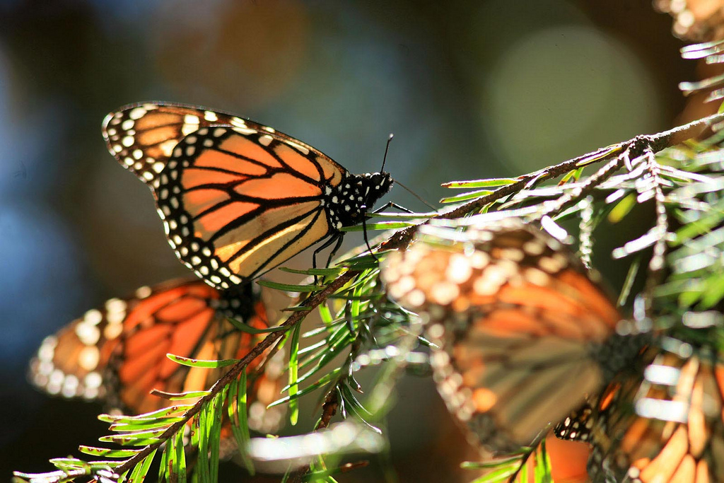 Iconic Monarch Butterflies Could Soon Be Extinct In North America's 