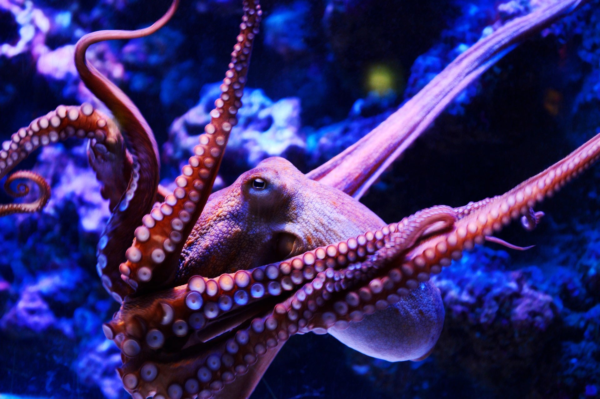 Осьминог это животное или нет. Головоногие моллюски осьминог. Спрут головоногий моллюск. Длиннощупальцевый Спрут. Октопус вульгарис.