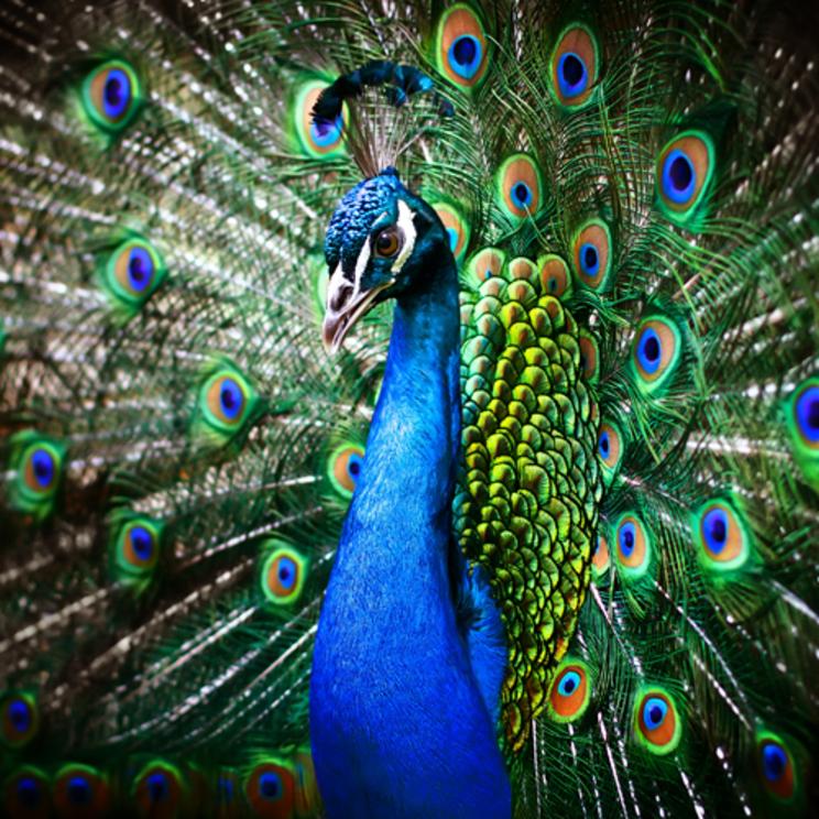 Animal messages and totems: the peacock - Nexus Newsfeed