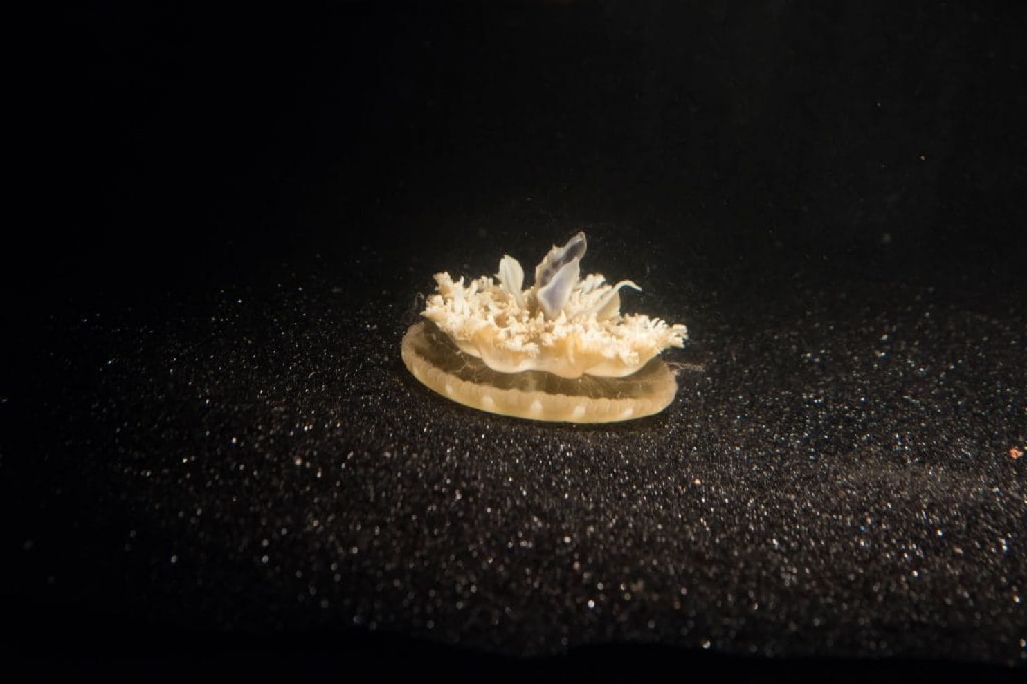 A Cassiopea jellyfish rests upside-down on black sand and pulses, rhythmically contracting and relaxing its bell. At night, Cassiopea jellies pulse less frequently — a clue that they're sleeping, researchers report.