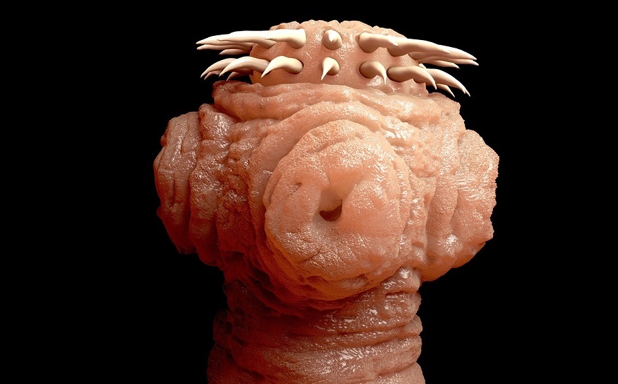 Tapeworm head