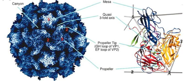 How scientific was the identification of the poliovirus? - Nexus Newsfeed