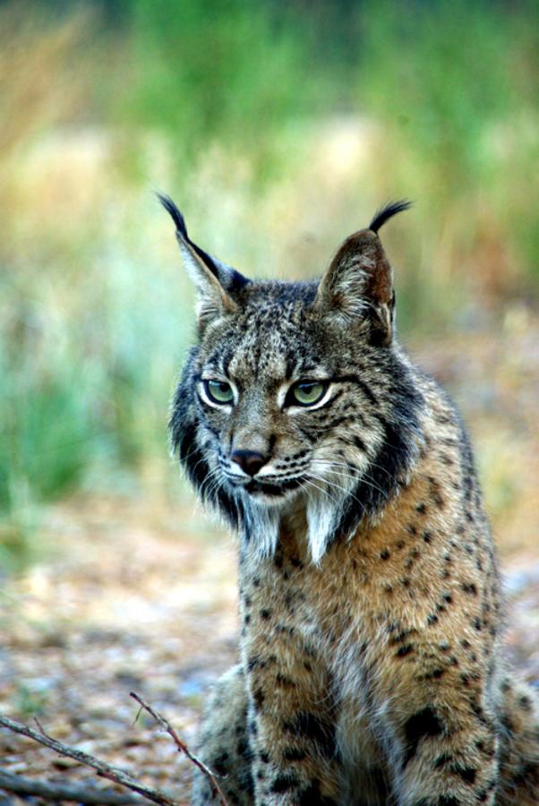 The world’s five most endangered wild cats - Nexus Newsfeed