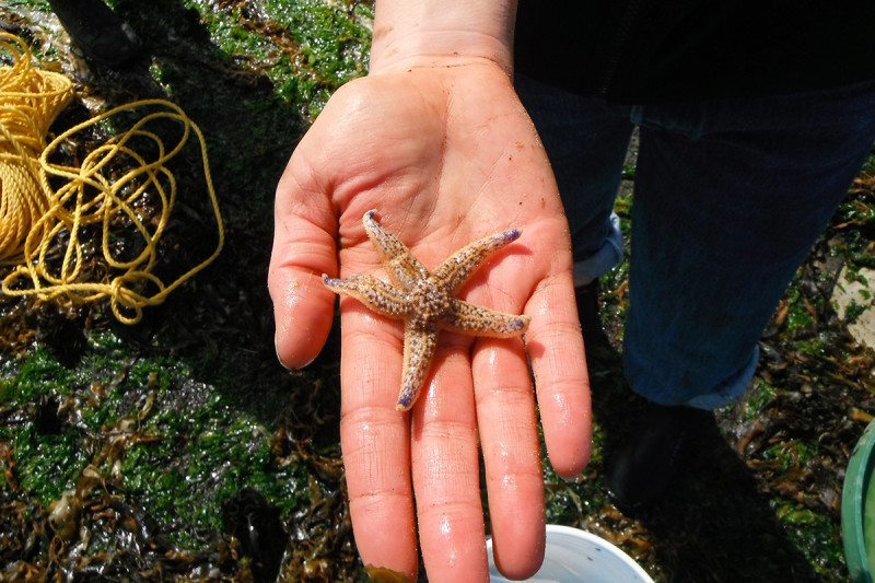 Hundreds of Japanese species floated to the US on tsunami debris