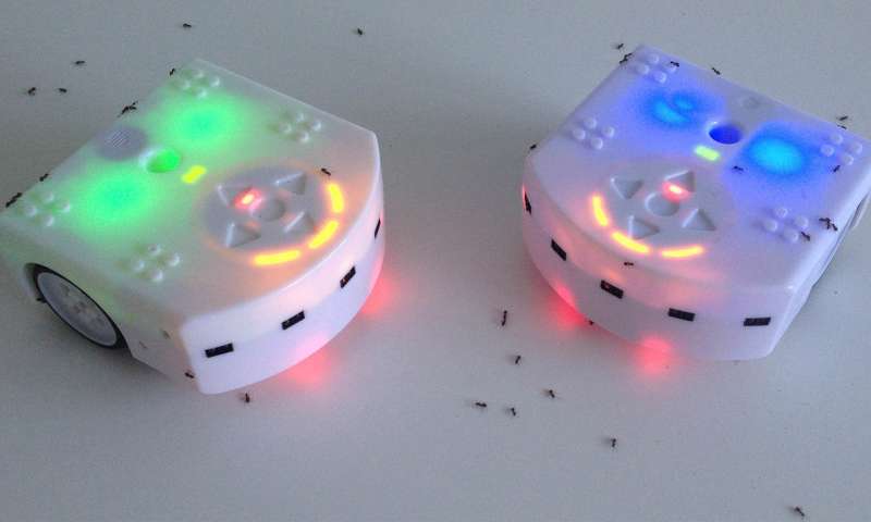 Robots help ants with daily chores so they can be accepted into the colony. 