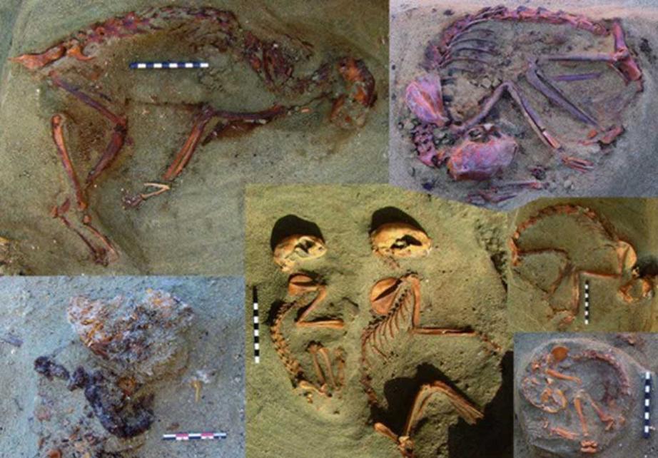 Some of the remains of ancient Egyptian pets unearthed in Berenike. 