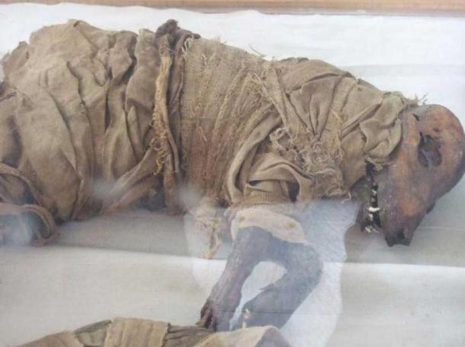 Mummified dog, Taggart School Museum, Assuyt, Middle Egypt 
