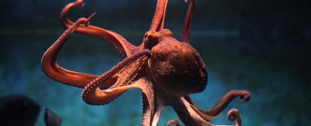 octopus that changes moods