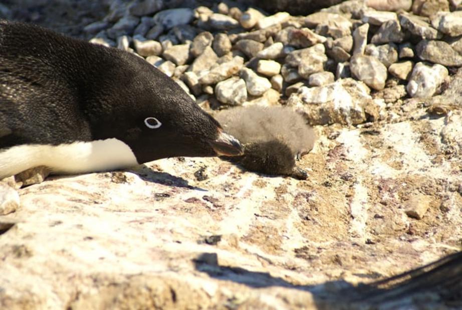 One of the many dead Adélie penguin chicks found on Petrels Island in the Antarctica.