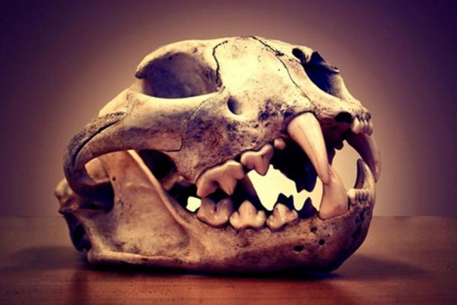 A puma skull