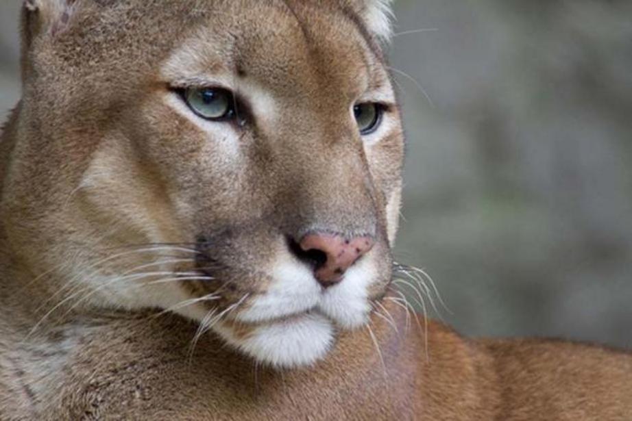 A Puma 