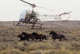 A Bureau of Land Management contractor's helicopter forces a wild horse into a trap during the recent roundup at the Salt Wells Creek. 