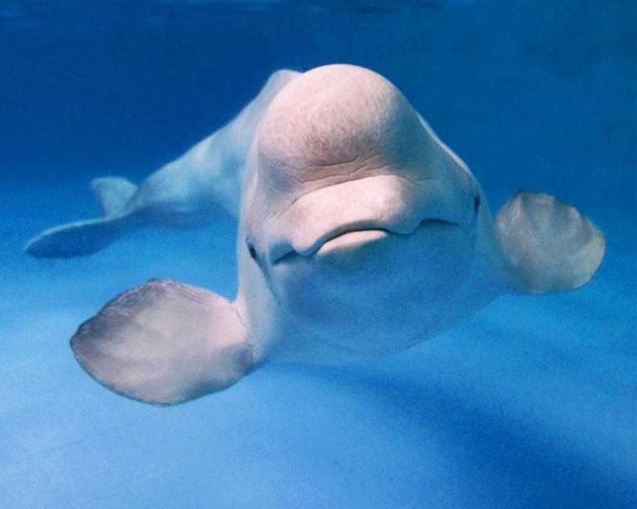 Beluga whale learns dolphin language - Nexus Newsfeed