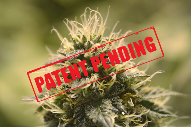 The real reason Big Pharma wants to own the patents to cannabis - Nexus ...